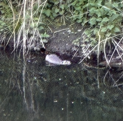 Nutria