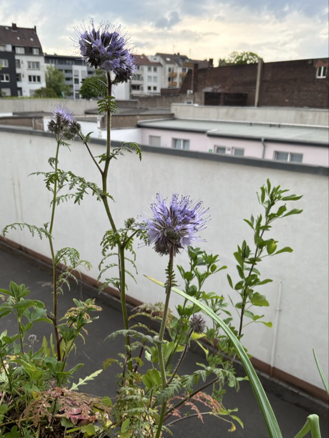 Ruthenische Kugeldistel