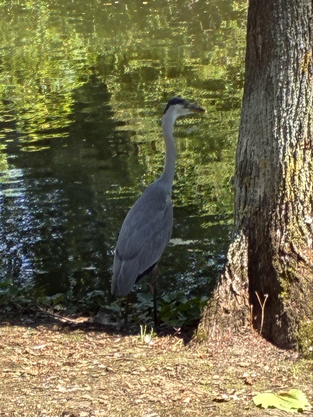 Mittagspausenreiher