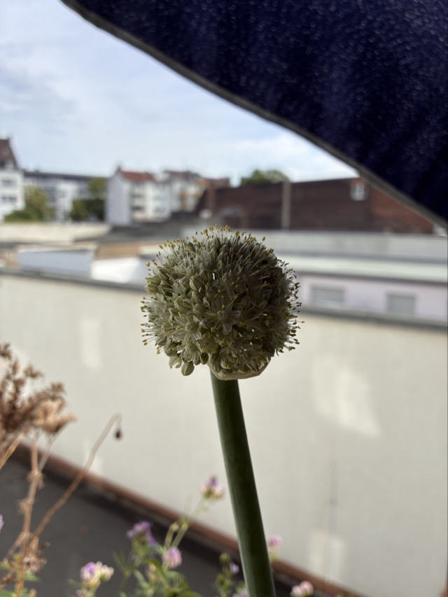 Die Zwiebel blüht