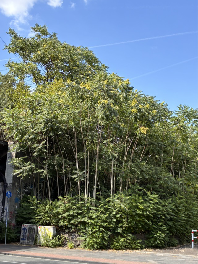 Götterbäume in Duisburg